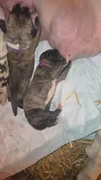 GATEWAY, a female Great Dane for sale in Baltimore, MD – 3 of 3