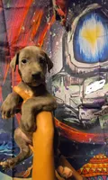 RELIEF, a female Great Dane for sale in Baltimore, MD – 4 of 5
