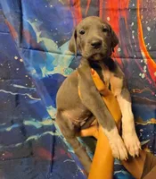 CLARA, a female Great Dane for sale in Baltimore, MD – 2 of 5