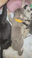 KILOMETER, a female Great Dane for sale in Baltimore, MD – 2 of 3