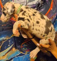 MILES, a male Great Dane for sale in Baltimore, MD – 5 of 8