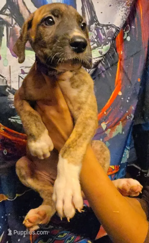 GATEWAY – Great Dane puppy for sale in Baltimore, MD