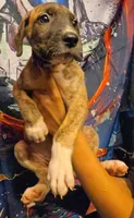 GATEWAY, a female Great Dane for sale in Baltimore, MD – 1 of 5