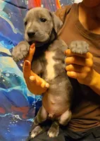 HELP, a male Great Dane for sale in Baltimore, MD – 2 of 5