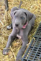 SPRING , a  Great Dane for sale in Baltimore, MD – Photo 2 of 3