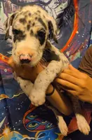 MILES, a male Great Dane for sale in Baltimore, MD – 4 of 8