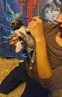 CLARA, a female Great Dane for sale in Baltimore, MD – 4 of 5