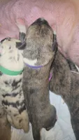 SPEEDY, a female Great Dane for sale in Baltimore, MD – 2 of 3