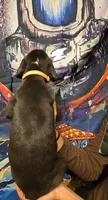 TRIPOMETER, a female Great Dane for sale in Baltimore, MD – 3 of 5