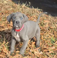 Micky D's, a female Great Dane for sale in Baltimore, MD – Photo 2 of 3