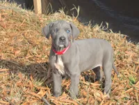 Micky D's, a female Great Dane for sale in Baltimore, MD – Photo 3 of 3