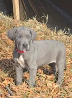 Micky D's, a female Great Dane for sale in Baltimore, MD – Photo 1 of 3