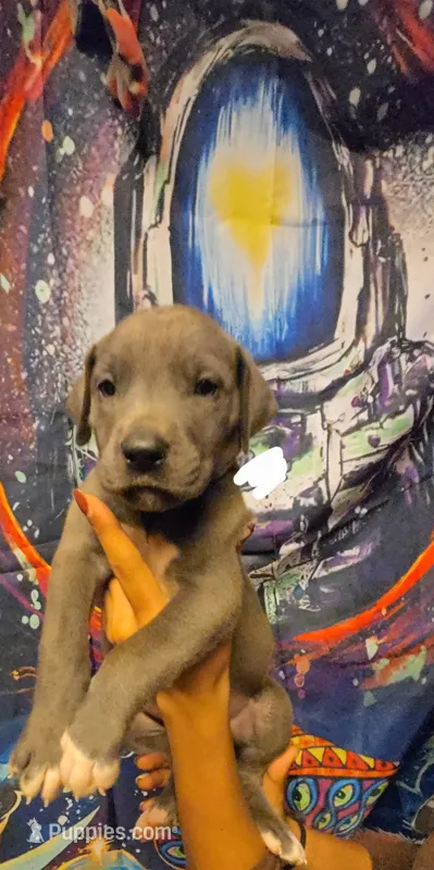 MEALS – Great Dane puppy for sale in Baltimore, MD