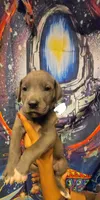 MEALS, a female Great Dane for sale in Baltimore, MD – 1 of 5