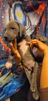 HOTEL, a male Great Dane for sale in Baltimore, MD – 3 of 5