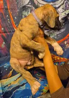 GATEWAY, a female Great Dane for sale in Baltimore, MD – 4 of 5