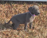Wendy's , a female Great Dane for sale in Baltimore, MD – Photo 2 of 3