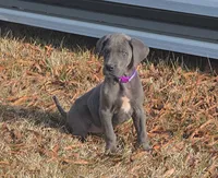 Wendy's , a female Great Dane for sale in Baltimore, MD – Photo 3 of 3