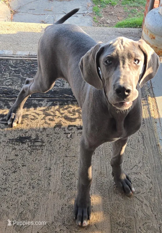 Wendy's  – Great Dane puppy for sale in Baltimore, MD