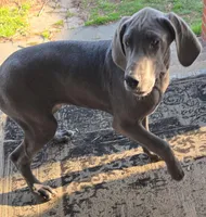 Wendy's , a female Great Dane for sale in Baltimore, MD – Photo 2 of 3