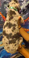 MILES, a male Great Dane for sale in Baltimore, MD – 7 of 8