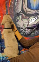 AID, a male Great Dane for sale in Baltimore, MD – 4 of 5
