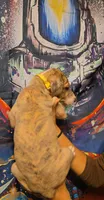 KILOMETER, a female Great Dane for sale in Baltimore, MD – 3 of 5