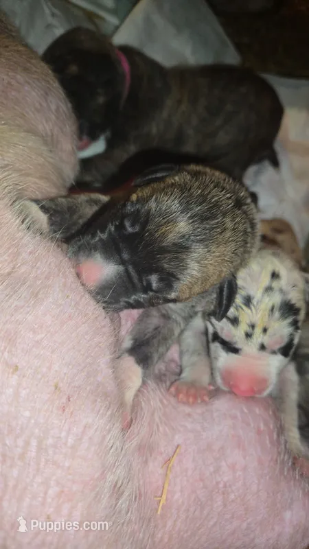 SPEEDY – Great Dane puppy for sale in Baltimore, MD
