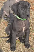 MALE May 1, a  Great Dane for sale in Baltimore, MD – Photo 3 of 3