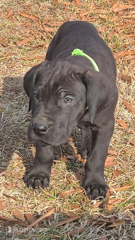 MALE May 1 – Great Dane puppy for sale in Baltimore, MD