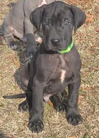 MALE May 1, a  Great Dane for sale in Baltimore, MD – Photo 2 of 3