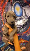 RELIEF, a female Great Dane for sale in Baltimore, MD – 2 of 5