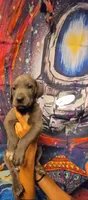 HOTEL, a male Great Dane for sale in Baltimore, MD – 4 of 5