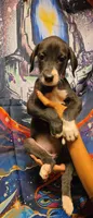 TRIPOMETER, a female Great Dane for sale in Baltimore, MD – 4 of 5