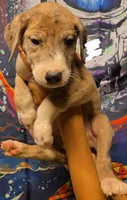 KILOMETER, a female Great Dane for sale in Baltimore, MD – 2 of 5