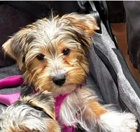 Daisy, a female Yorkshire Terrier for sale in Huntsville, AL – 4 of 5
