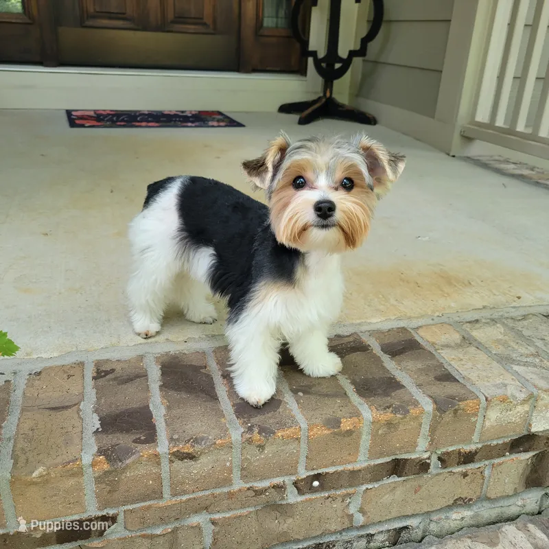 Rosie – Yorkshire Terrier puppy for sale in Huntsville, AL
