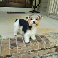 Rosie, a female Yorkshire Terrier for sale in Huntsville, AL – 1 of 4