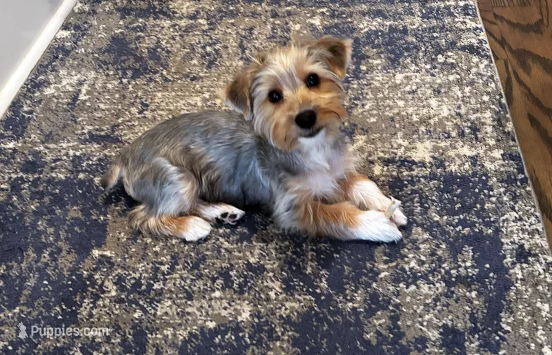 Daisy – Yorkshire Terrier puppy for sale in Huntsville, AL