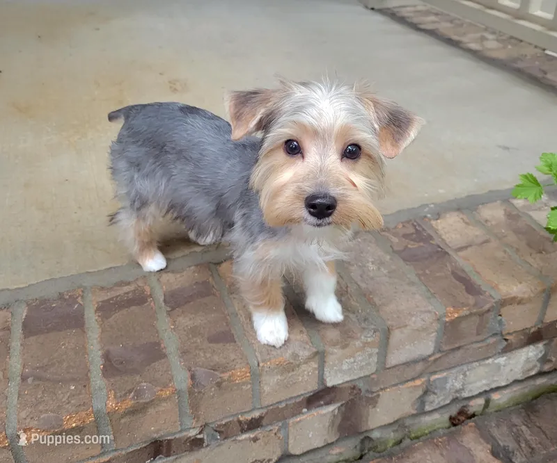 Daisy – Yorkshire Terrier puppy for sale in Huntsville, AL