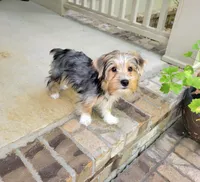 Daisy, a female Yorkshire Terrier for sale in Huntsville, AL – 2 of 5