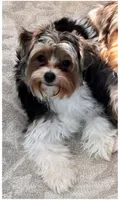 Rosie, a female Yorkshire Terrier for sale in Huntsville, AL – 3 of 4