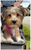 Daisy, a female Yorkshire Terrier for sale in Huntsville, AL – 5 of 5