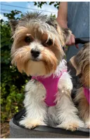 Rosie, a female Yorkshire Terrier for sale in Huntsville, AL – 4 of 4