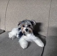 Rosie, a female Yorkshire Terrier for sale in Huntsville, AL – 2 of 4