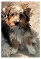 Daisy, a female Yorkshire Terrier for sale in Huntsville, AL – 3 of 5