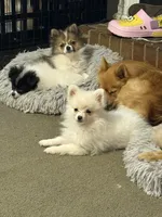Trixie , a female Pomeranian for sale in Murfreesboro, TN – 7 of 8
