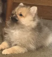 Rascal, a male Pomeranian for sale in Murfreesboro, TN – 4 of 10