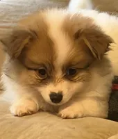 Dolly Lolly, a female Pomeranian for sale in Murfreesboro, TN – 8 of 10