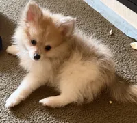Pumpkin Pie, a male Pomeranian for sale in Murfreesboro, TN – 5 of 9